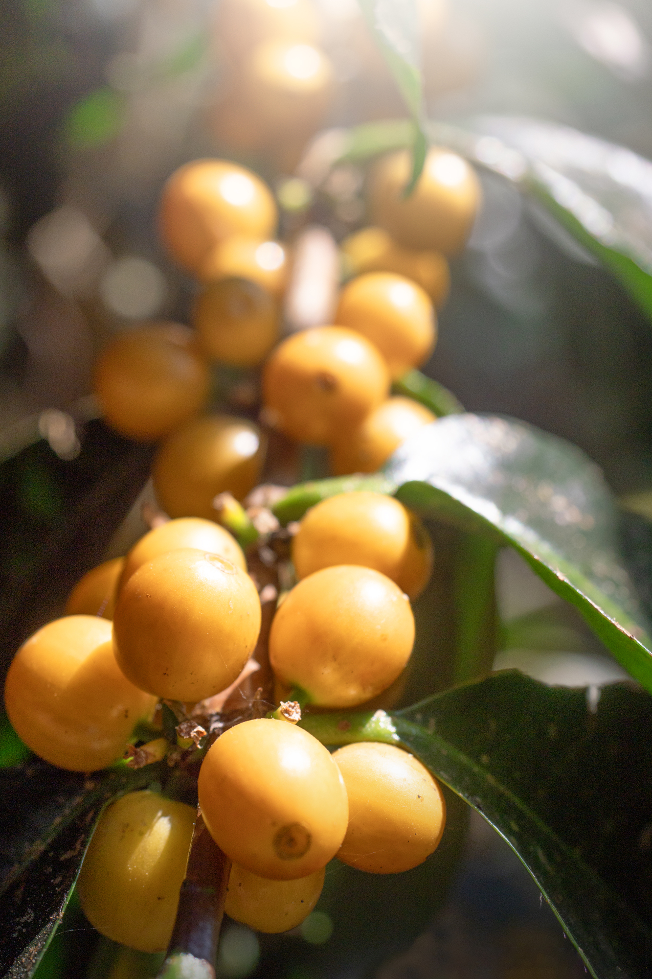 brazilská odrůda kávy yellow bourbon